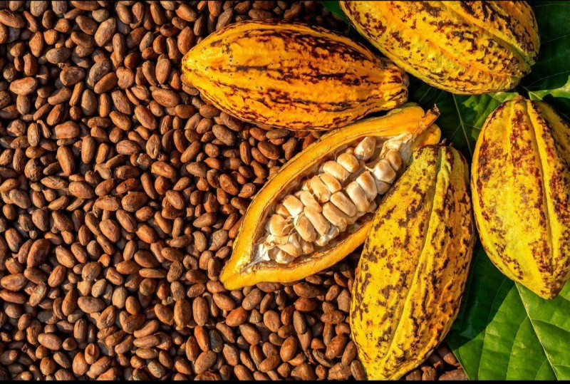 CACAO : À L’APPROCHE DES NOUVELLES RÈGLES EUROPÉENNES, ABIDJAN ET ACCRA FACE AU DÉFI DE LA TRAÇABILITÉ